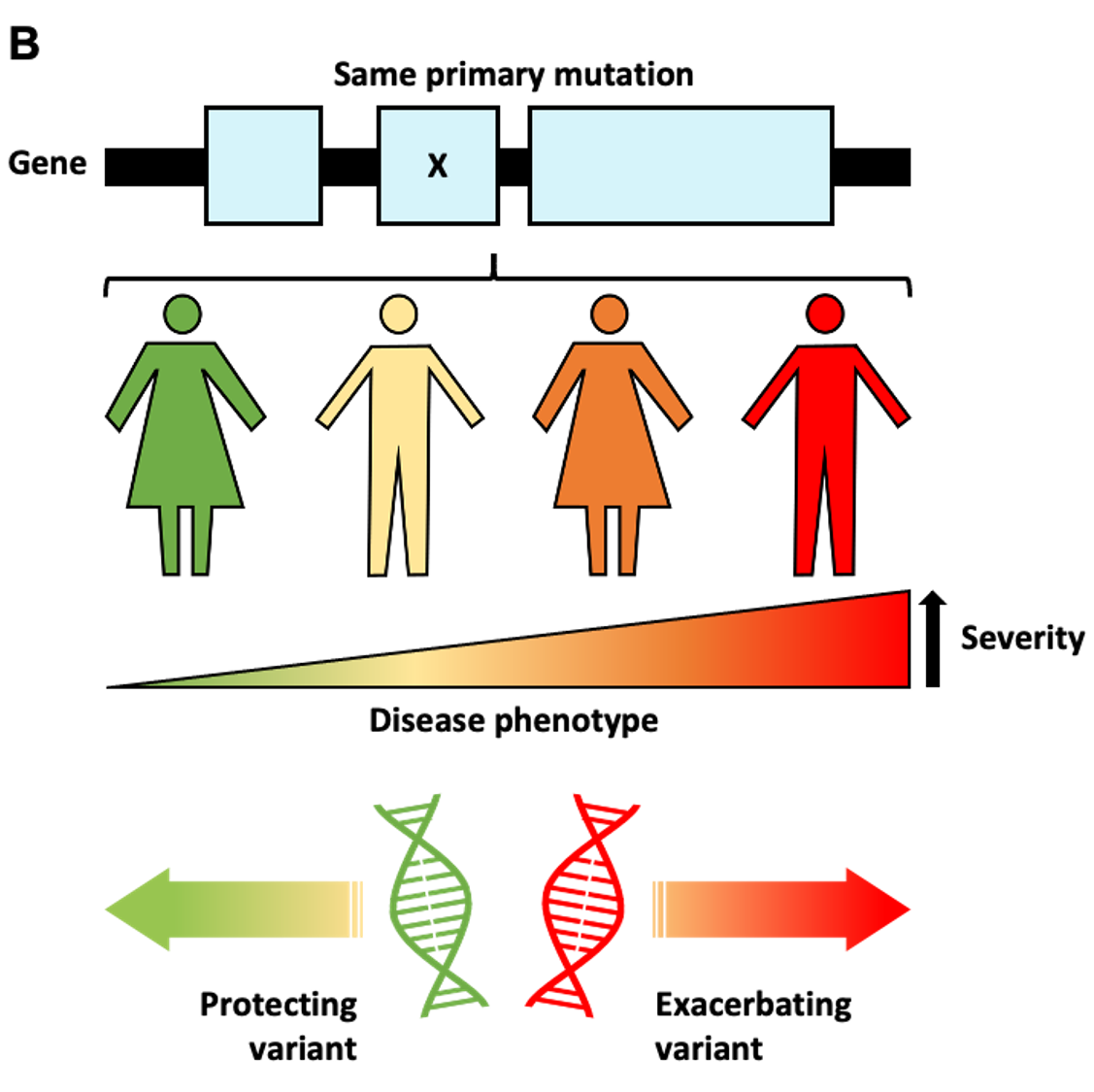 Davis Group – Stem Cells & Genetics Of Cardiac Diseases | LUMC