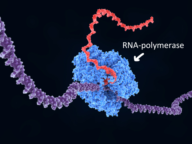 RNA-polymerase Inzet.png